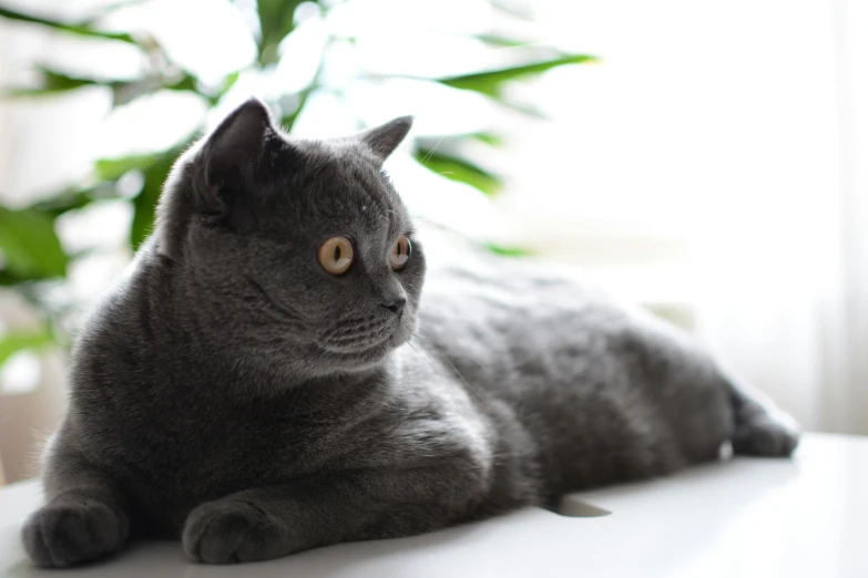 a cat sitting on top of a table next to a plant, flat grey color, lying down, taken with a canon eos 5d, looking off to the side