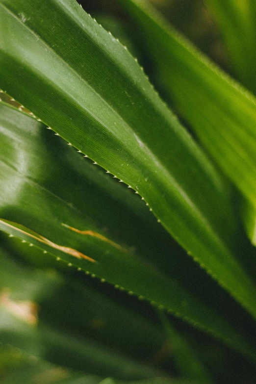 a close up of a plant with green leaves, serrated point, sustainable materials, vanilla, zoomed out