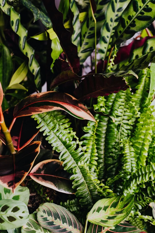 a close up of a bunch of plants, by Kristin Nelson, pandora jungle, green and red tones, fern, indoor