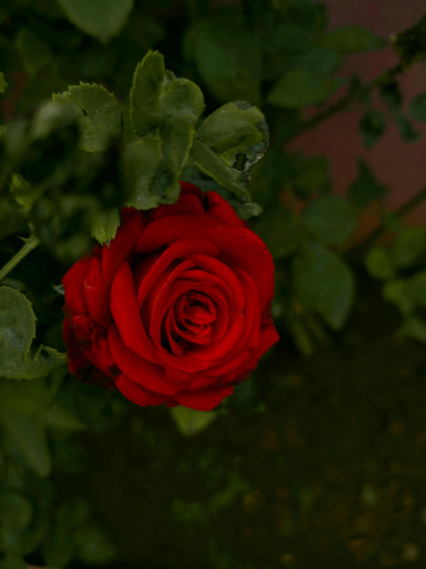 a close up of a red rose with green leaves, a picture, inspired by Elsa Bleda, pexels contest winner, at night, today\'s featured photograph 4k, low quality photo, flowers around