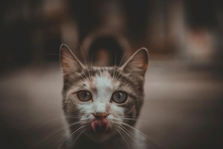 a close up of a cat sticking its tongue out, by Emma Andijewska, pexels contest winner, square nose, desaturated, gif, litter