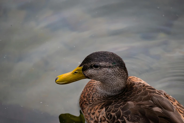 a close up of a duck in a body of water, by Jacob Duck, pexels contest winner, hurufiyya, yellow beak, platypus, high detail photo, female beauty