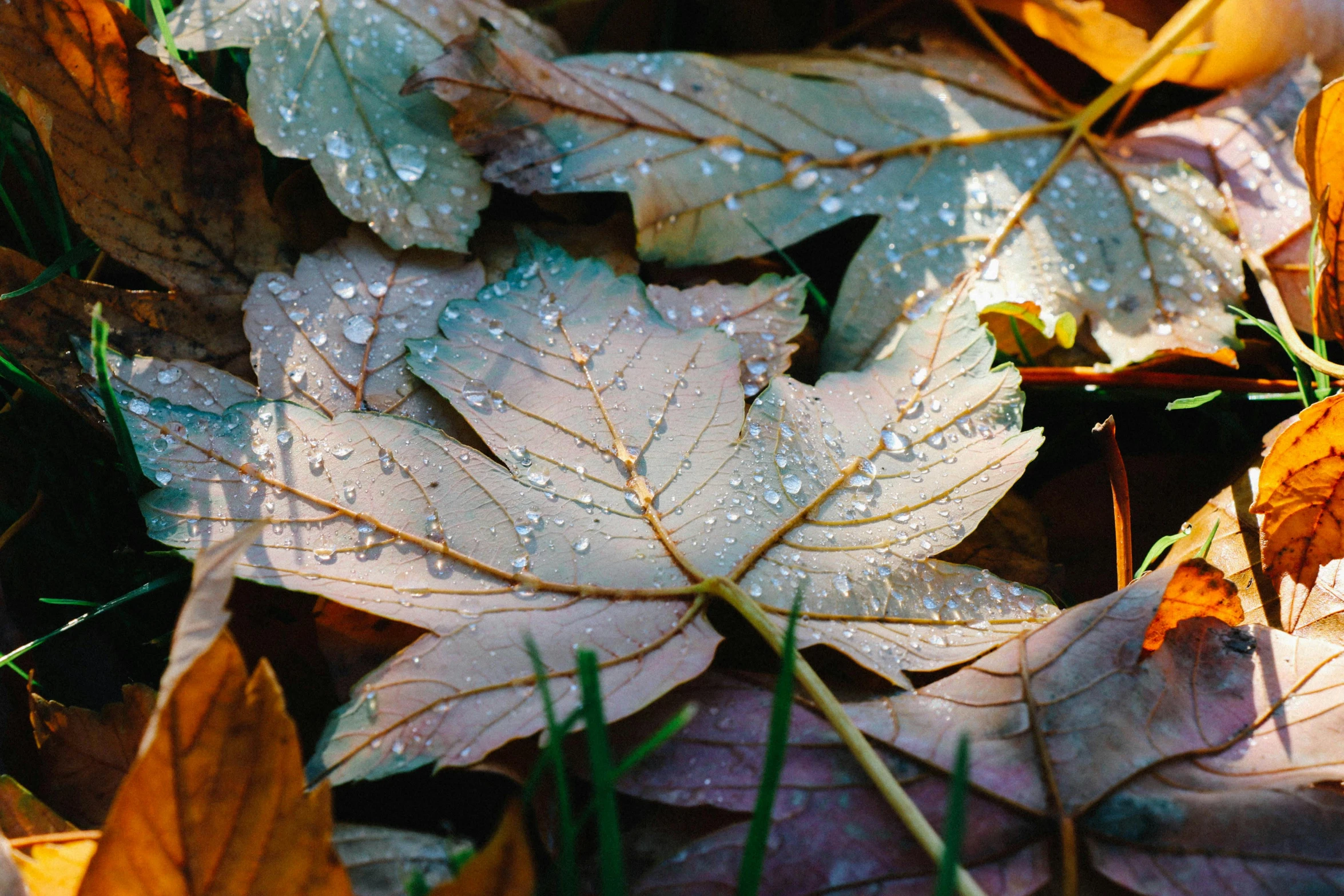 a bunch of leaves that are laying in the grass, a macro photograph, pexels, raindrops, maple trees with fall foliage, thumbnail, hyperrealistic image