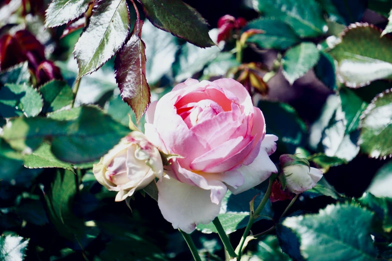 a pretty pink rose grows on top of green leaves