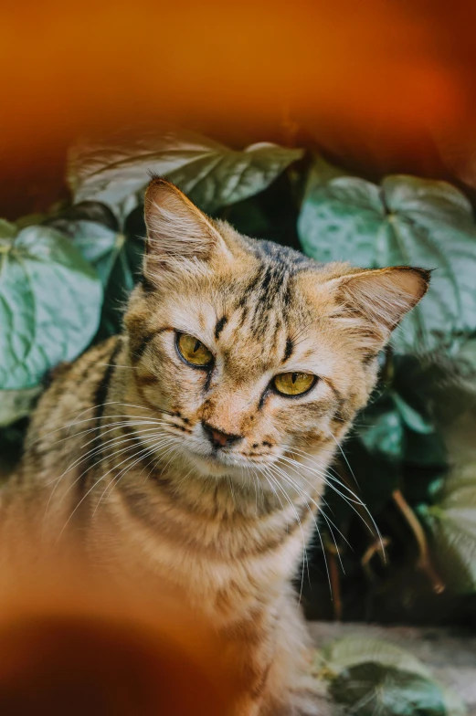 a close up of a cat looking at the camera, by Julia Pishtar, trending on unsplash, renaissance, covered in plants, brown, a blond, armored cat