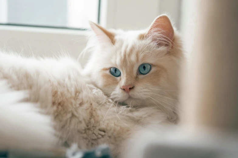 a white cat with blue eyes laying on a window sill, blue eyes and blond hair, tufty whiskers, looking off into the distance, captured on canon eos r 6