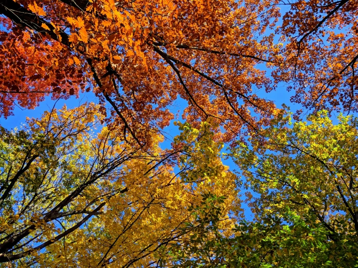 a group of trees that are next to each other, pexels, color field, leaves on branches, orange and blue sky, upwards, minn