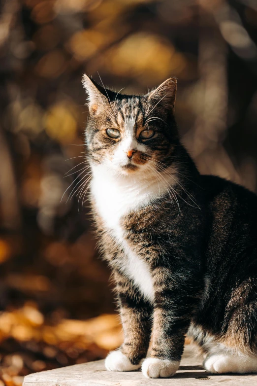 a cat sitting on top of a cement slab, a portrait, unsplash, autumnal, beautifully lit, detailed »