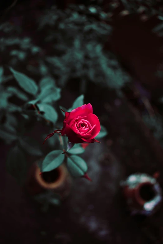 the red rose is sitting in the corner of the plant