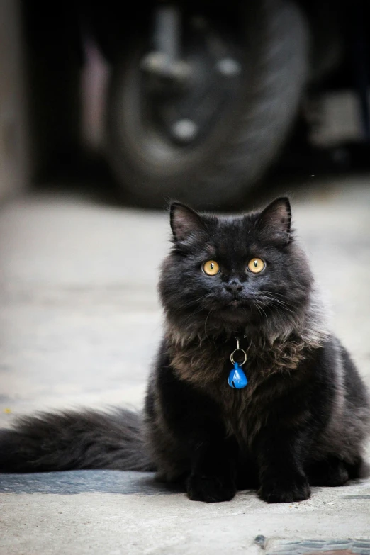 a black cat sitting on the ground in front of a car, a portrait, pexels contest winner, furry art, fluffy neck, jewelry, tag, beautiful black blue yellow