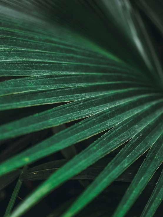 a close up of a plant with green leaves, inspired by Elsa Bleda, trending on unsplash, palm skin, ilustration, product introduction photo, half image
