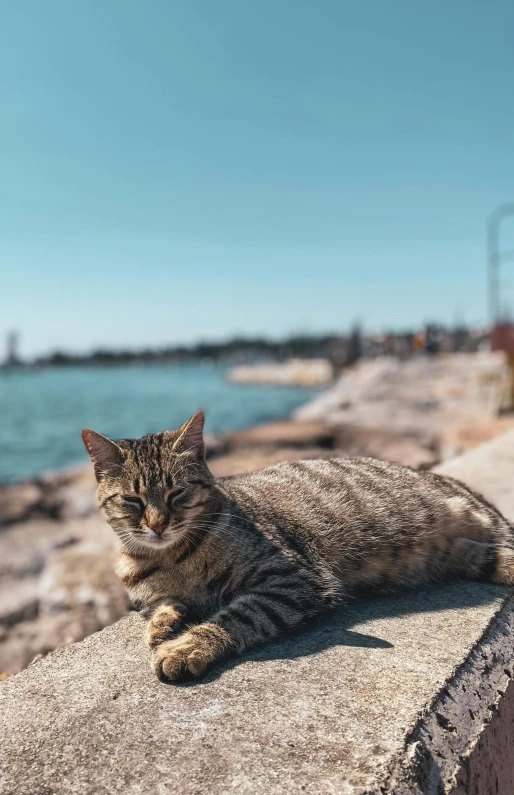 a cat sitting on top of a cement wall next to a body of water