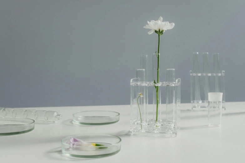 a group of clear vases sitting on top of a table, inspired by Diego Giacometti, minimalism, diatoms, futuristic chemistry lab, surrounded flower, product view