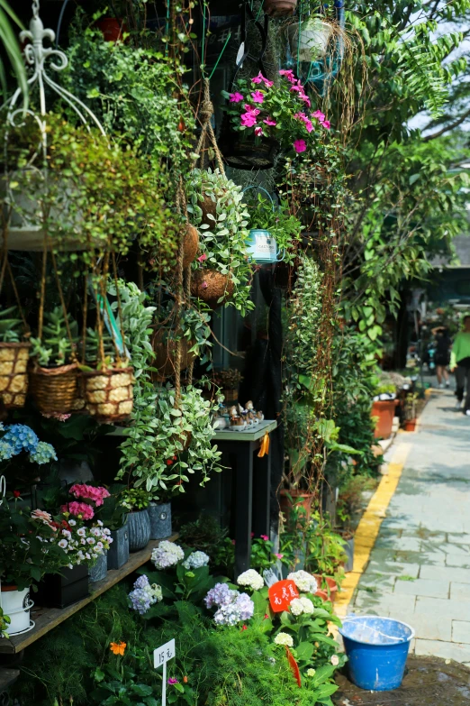 a street filled with lots of potted plants, taiwan, cottagecore flower garden, herbs hanging, exterior