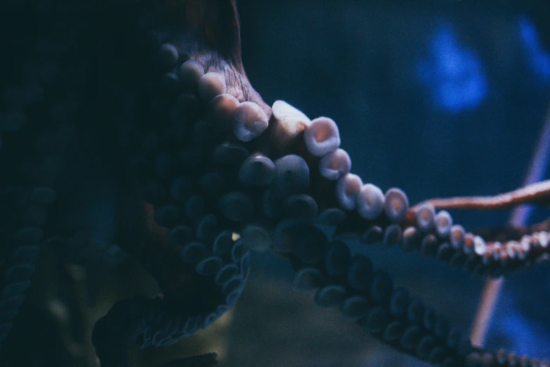 a close up of an octopus in a tank, by Adam Marczyński, unsplash contest winner, fantastic realism, dimly - lit, shows a leg, pearls and oyesters, **cinematic