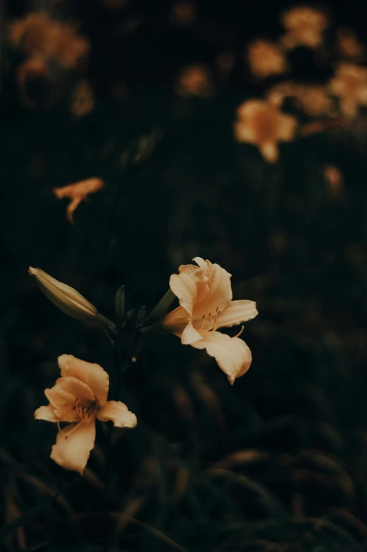 a group of flowers sitting on top of a lush green field, an album cover, unsplash, romanticism, lily flowers, night photo, beige and dark atmosphere, slightly pixelated