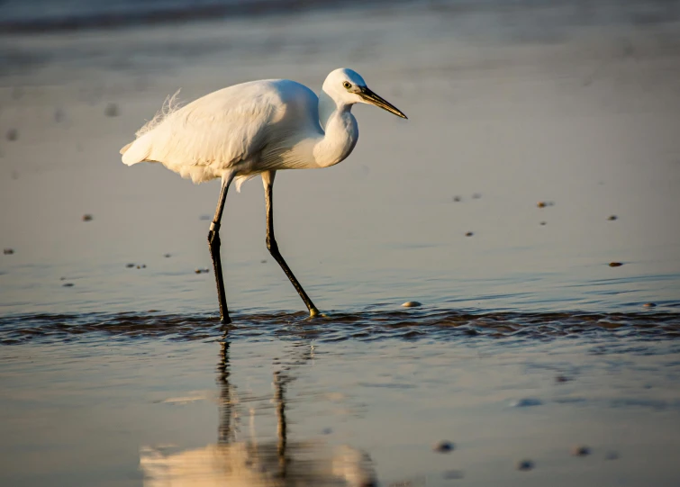 a white bird standing on top of a sandy beach, walking on water, crane, early morning lighting, josh grover