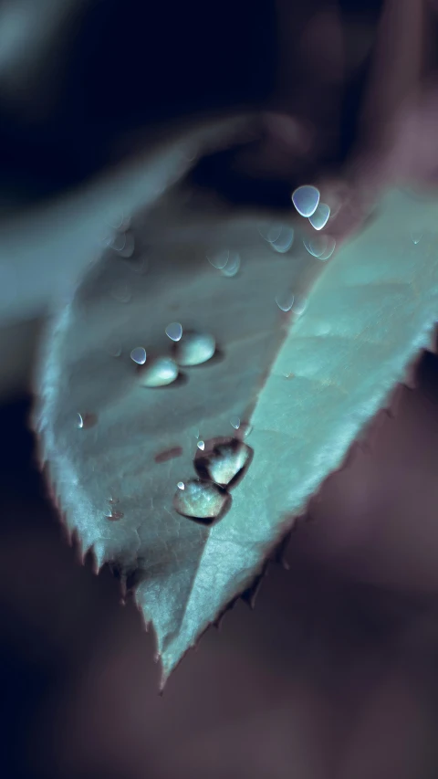 a close up of a leaf with water droplets on it, inspired by Elsa Bleda, unsplash, paul barson, thumbnail, hearts, high quality photo
