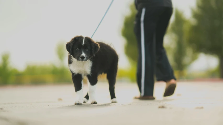 a person walking a black and white dog on a leash, puppy, thumbnail, high dof, contain