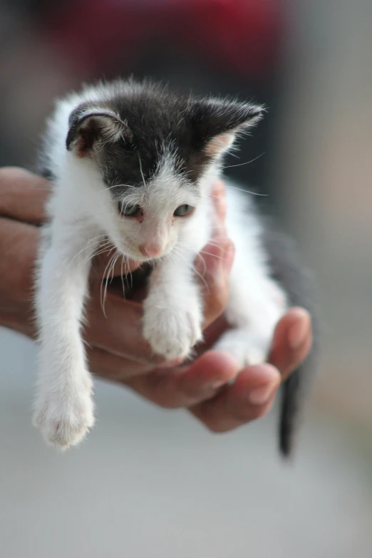 a person holding a small black and white kitten, flickr, emaciated, highly polished, photograph credit: ap, scratching head