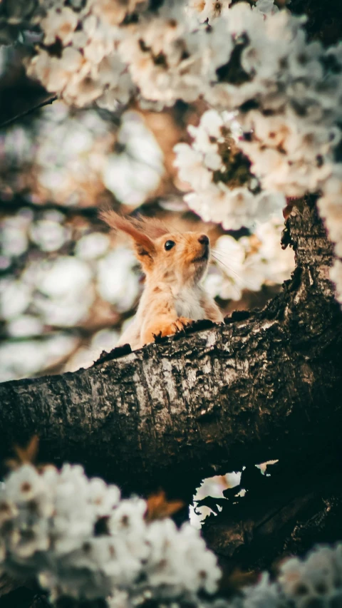 a squirrel sitting on top of a tree branch, by Slava Raškaj, pexels contest winner, spring vibes, low quality photo, vintage photo, shot on sony a 7