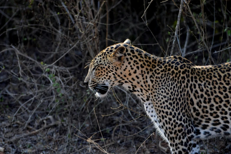 a leopard that is standing in the grass, walking down, sharandula, taken in 2 0 2 0, intricate ”