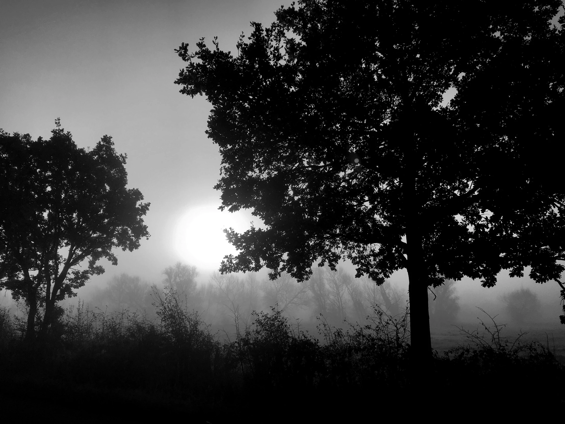 a black and white photo of trees in the fog, a black and white photo, by Cedric Peyravernay, romanticism, late summer evening, sun at dawn, :: morning, crepuscule