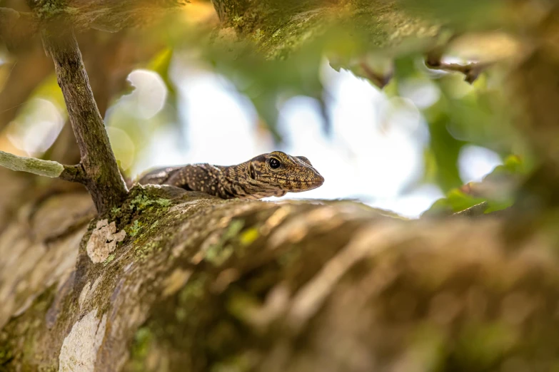 a lizard sitting on top of a tree branch, by Peter Churcher, pexels contest winner, dappled, hiding, sri lanka, ::