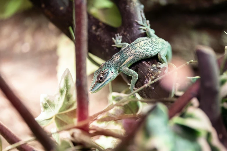 a lizard sitting on top of a tree branch, by Daniel Lieske, pexels contest winner, renaissance, small and dense intricate vines, high angle close up shot, holographic creatures, al fresco