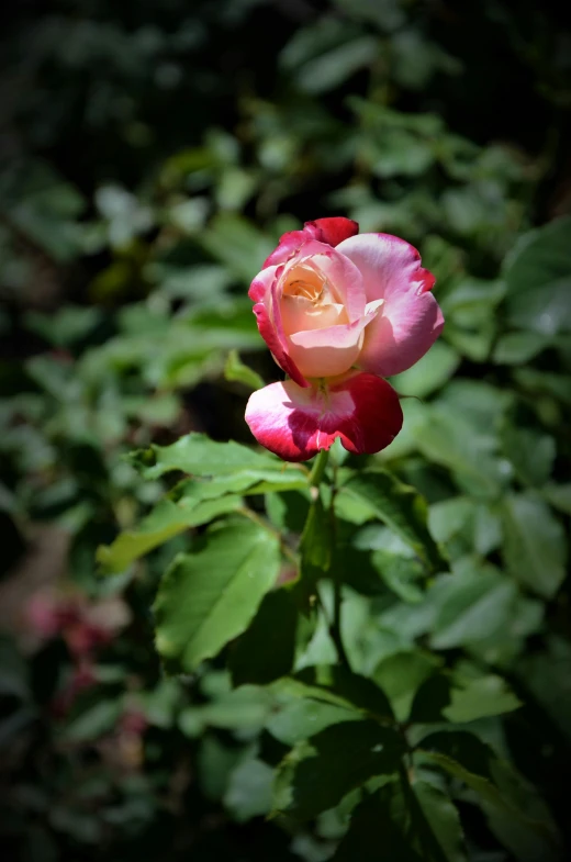 a close up view of a pink rose in the middle of green foliage