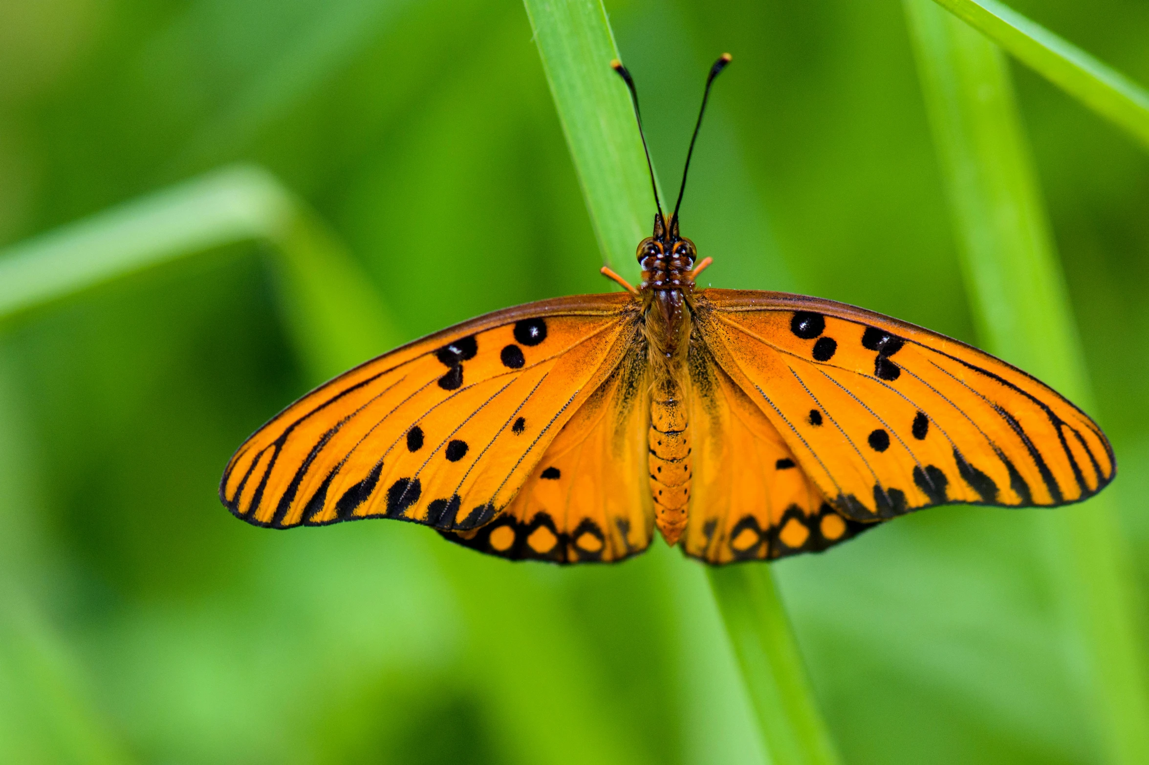 a butterfly that is sitting on some grass, vibrant orange, avatar image, fan favorite, sustainable materials