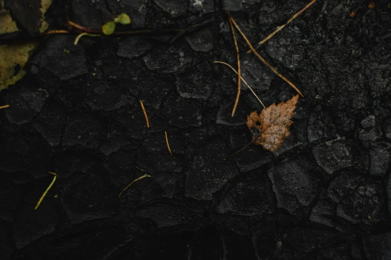 a leaf that is laying on the ground, an album cover, by Elsa Bleda, rotting black clay skin, unsplash 4k, drought, background image