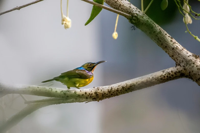 a small bird sitting on top of a tree branch, pexels contest winner, sumatraism, yellow purple green, 1 female, 1 male, hummingbirds