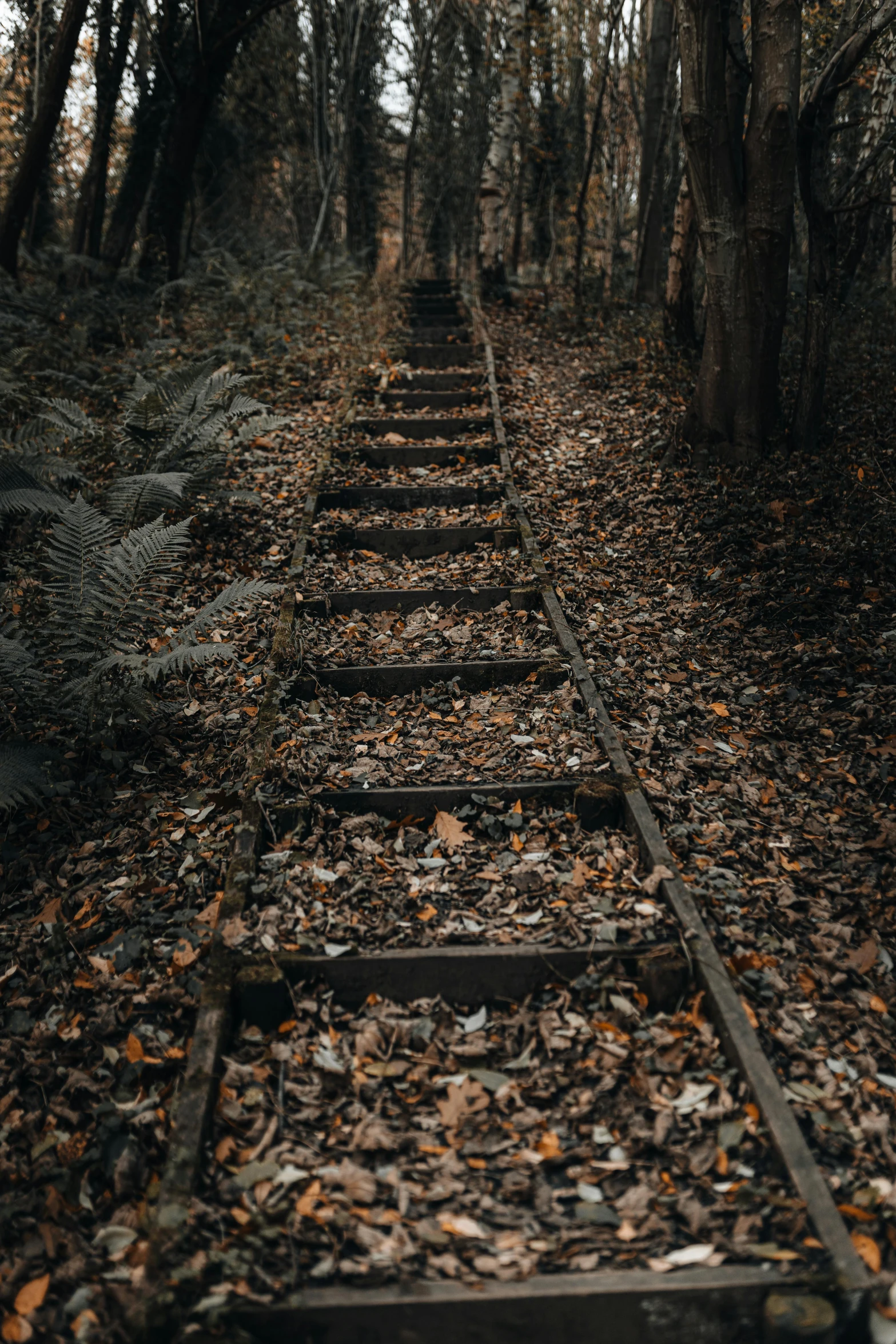 this is an image of the back side of a train track in the woods