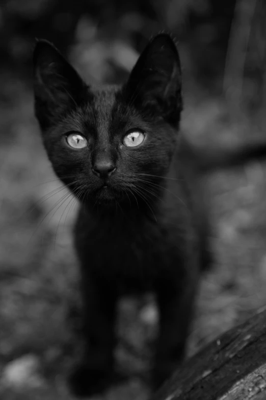 a black cat with blue eyes looking at the camera, a black and white photo, by Felix-Kelly, tumblr, ✨🕌🌙, a small, with pointy ears, black magic