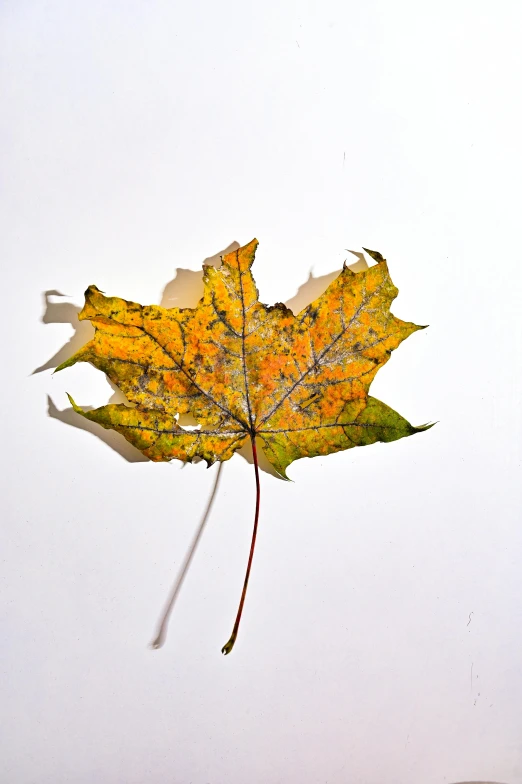 a close up of a leaf on a table, an album cover, with a white background, splash of color, f / 2 0, sycamore