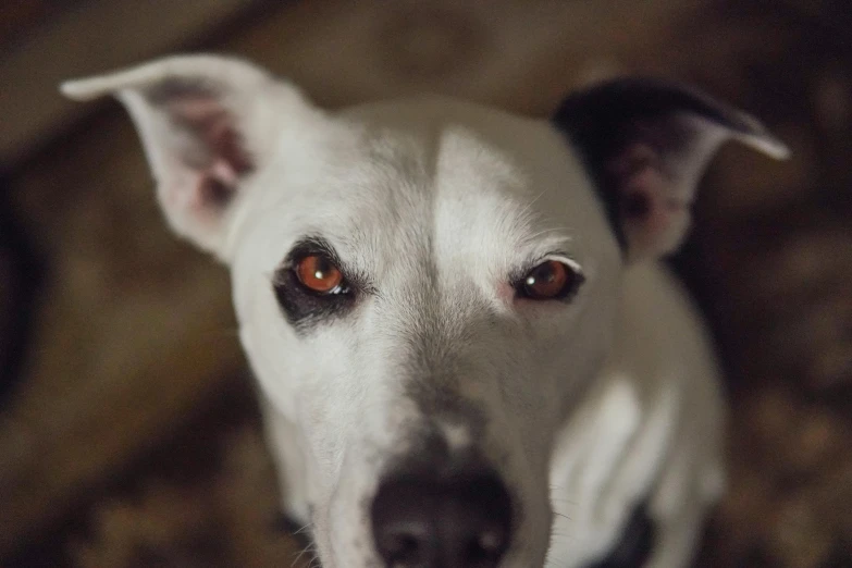 a close up of a dog looking at the camera, inspired by Elke Vogelsang, pexels contest winner, photorealism, glowing ember eyes, pale white face, instagram post, jack russel dog