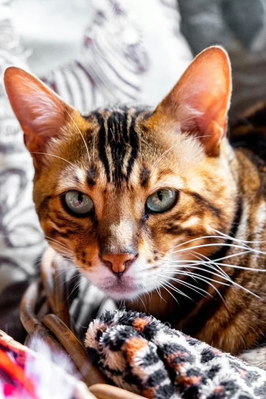 a close up of a cat laying on a bed, a portrait, pexels contest winner, multicoloured, extremely polished, a bald, a tiger