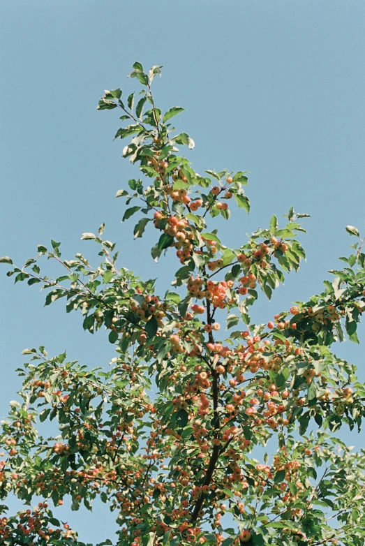 a close up of a tree with fruit on it, cloudless sky, hubbard sundblom, uncrop, exterior shot