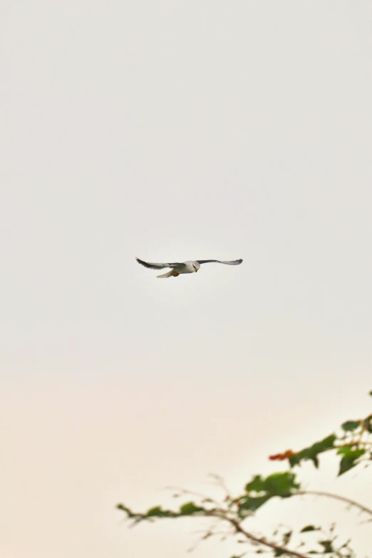 a bird that is flying in the sky, happening, amongst foliage, 1 3 5 mm!!, at dusk!, shutter speed 1/125