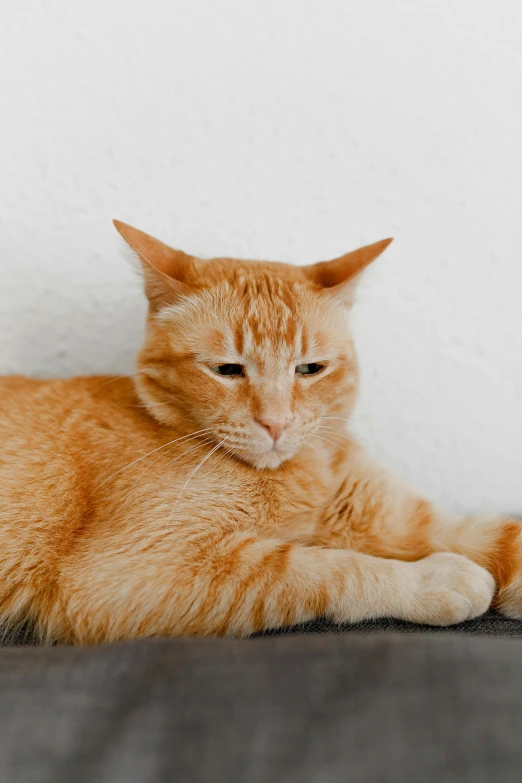 a close up of a cat laying on a bed, orange cat, looking confused, on a pale background, stoic pose