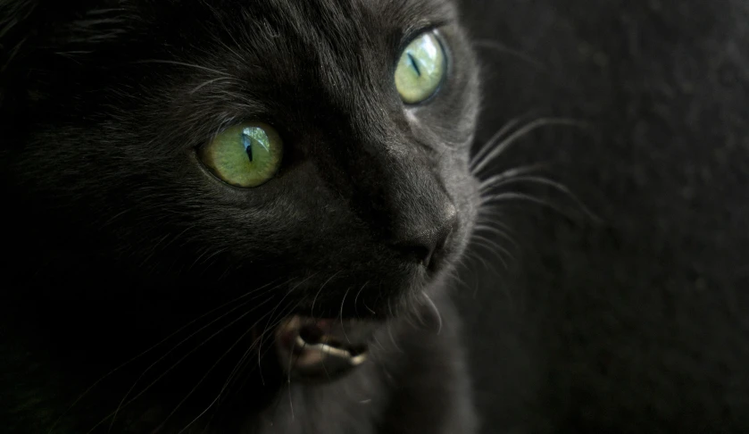 a close up of a black cat with green eyes, by Adam Marczyński, pexels contest winner, closeup. mouth open, pepper, getty images, vantablack
