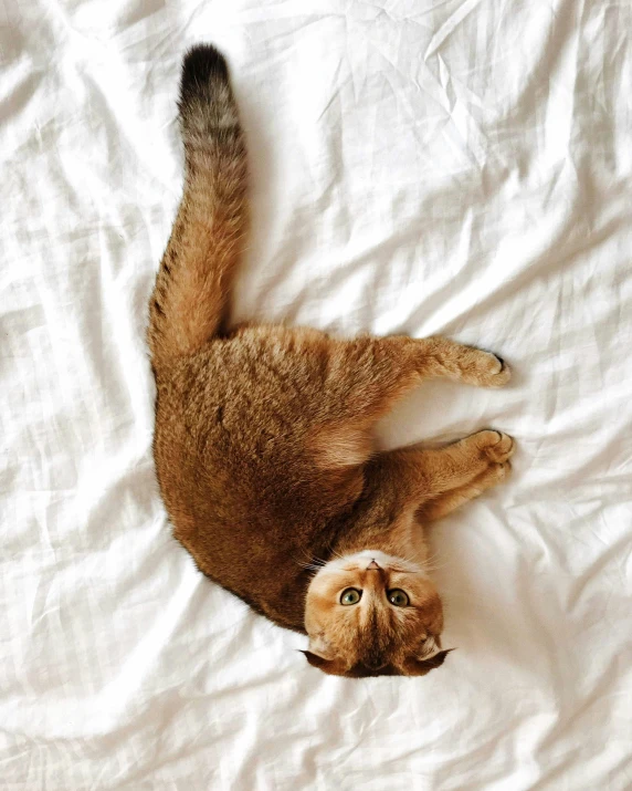 a cat laying on its back on a bed, pexels contest winner, renaissance, caracal, birds - eye view, gif, instagram picture