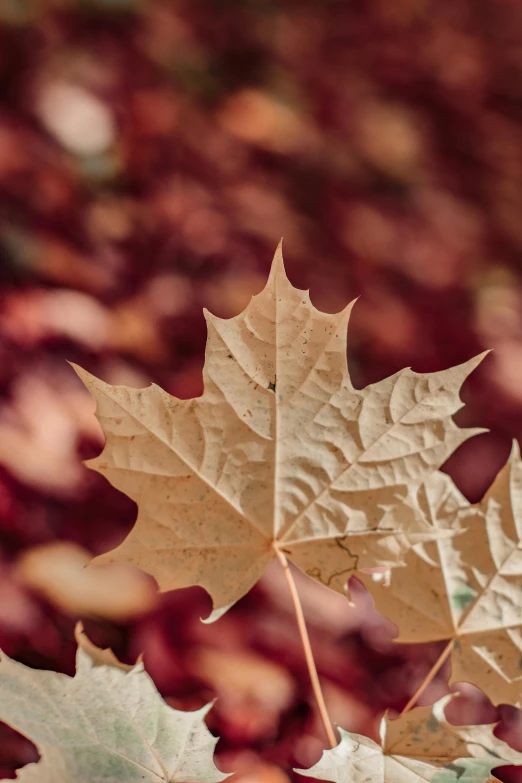 a bunch of leaves laying on the ground, trending on pexels, canadian maple leaves, cinematic closeup, brown, 15081959 21121991 01012000 4k