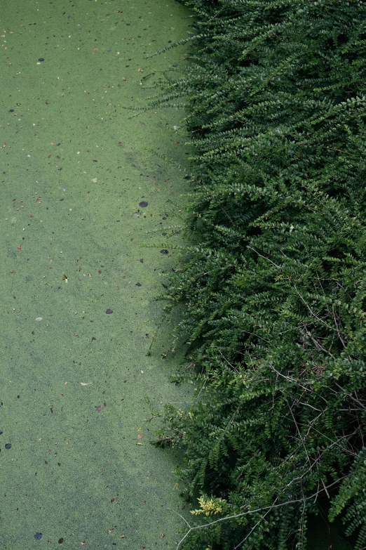 a red fire hydrant sitting in the middle of a swamp, an album cover, by Elsa Bleda, environmental art, green, close-up from above, 2 colours, hedge