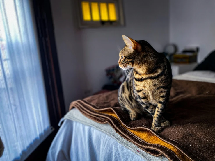 a cat sitting on top of a bed next to a window, by Julia Pishtar, unsplash, armored cat, early evening, high quality photo, high picture quality