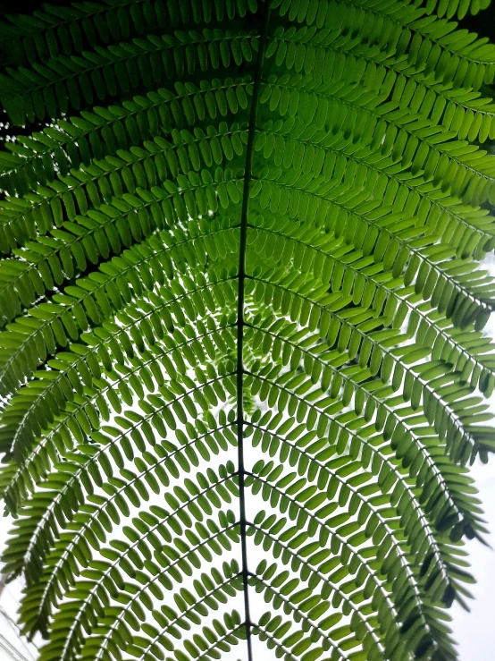 a close up of a leaf on a tree, tree ferns, looking at the ceiling, highly detailed # no filter, a tall