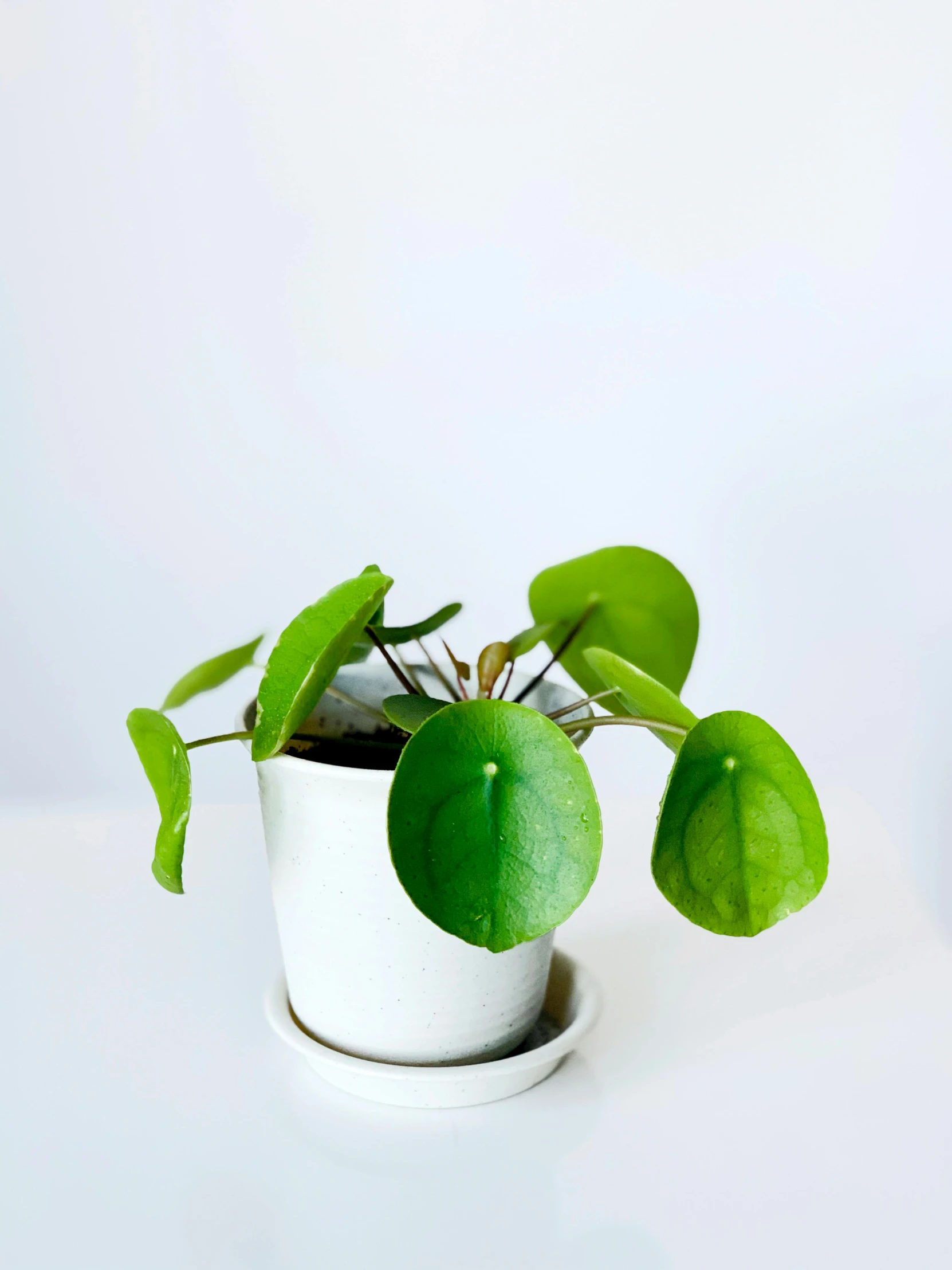 a close up of a potted plant on a table, product view, porcelain organic, fan favorite, sitting on a leaf