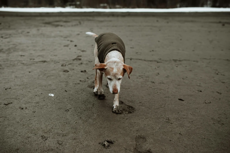a brown and white dog standing on top of a sandy beach, by Emma Andijewska, unsplash, minimalism, covered in mud, dressed in a gray, walking at the park, wearing a vest