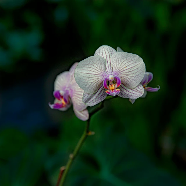 a close up of a flower on a stem, moth orchids, shallow depth of field hdr 8 k, 8k 50mm iso 10, today\'s featured photograph 4k